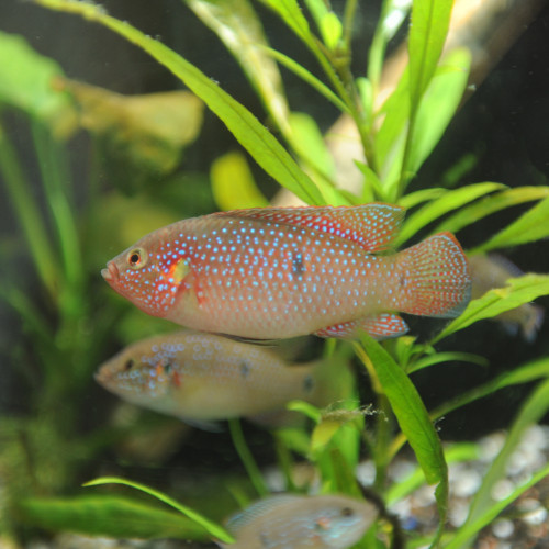 Hemichromis bimaculatus