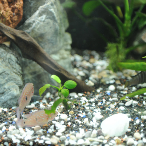 Hemichromis bimaculatus