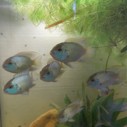 CICHLIDES ACARA BLEU