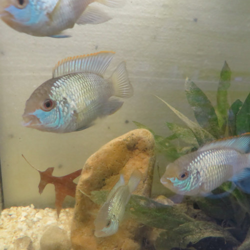 CICHLIDES ACARA BLEU