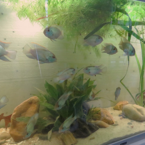 CICHLIDES ACARA BLEU