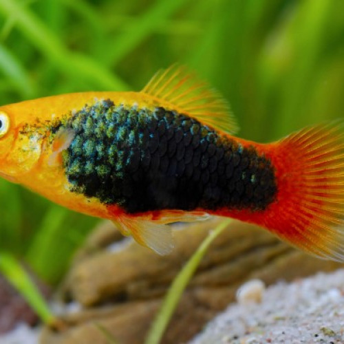 Platy orange tuxedo