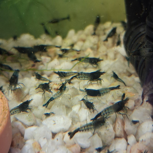 Crevette rili carbone Black