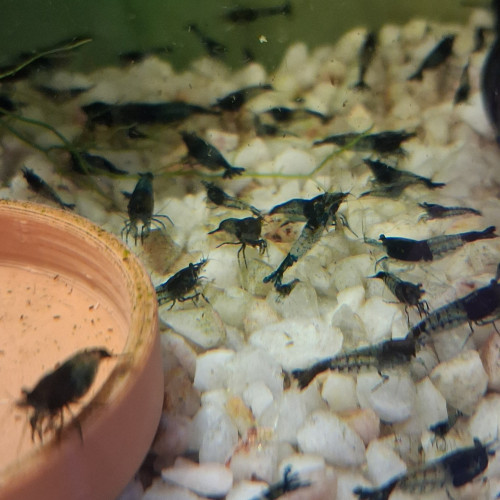 Crevette rili carbone Black