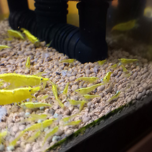 Crevette yellow néon