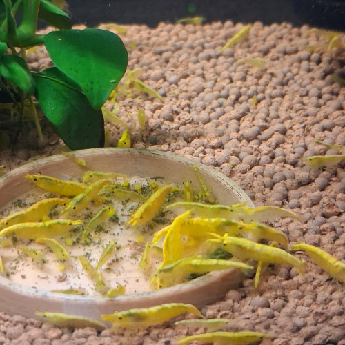 Crevette yellow néon