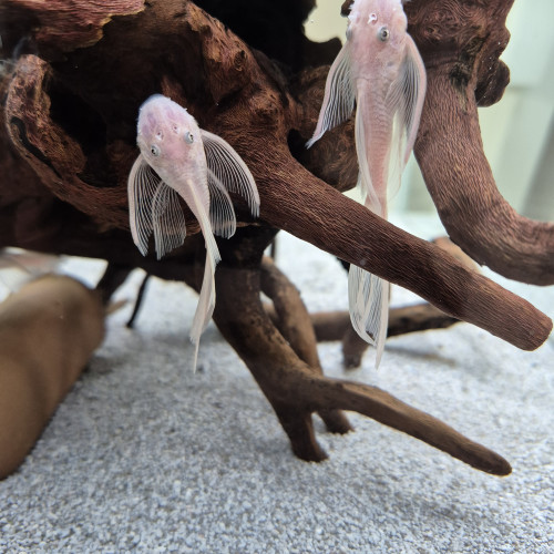 Jeunes ancistrus mâles snow white longfin L144