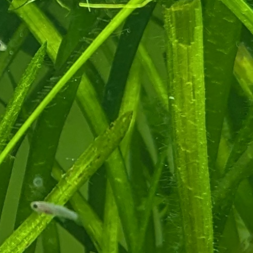Donne jeunes Guppys. Nord de Rennes (35).