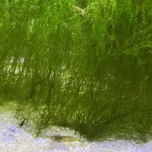 Vente crevette Neocaridina d’eau douce noire et transparente