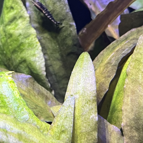 Vente crevette Neocaridina d’eau douce noire et transparente