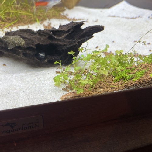 Écrevisses CPO naine orange