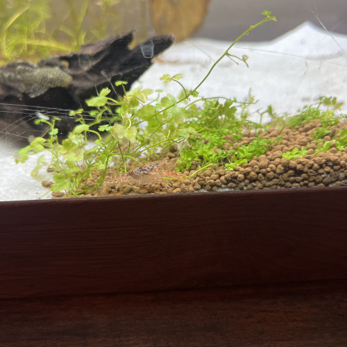 Écrevisses CPO naine orange