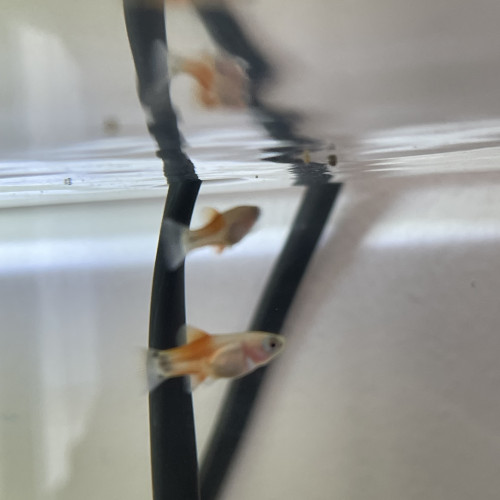 Alevin Platy 1/2 mois