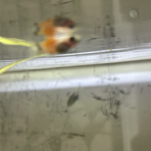 Alevin Platy 1/2 mois