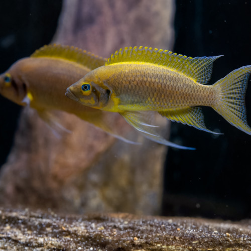 Neolamprologus pulcher daffodil