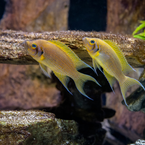 Neolamprologus pulcher daffodil