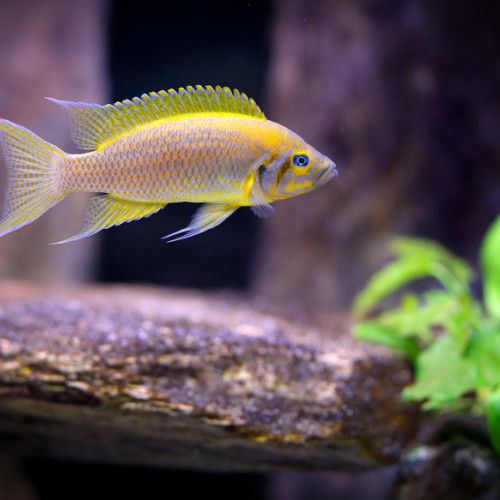 Neolamprologus pulcher daffodil