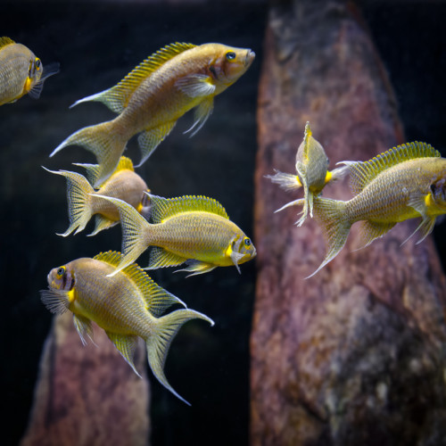 Neolamprologus pulcher daffodil