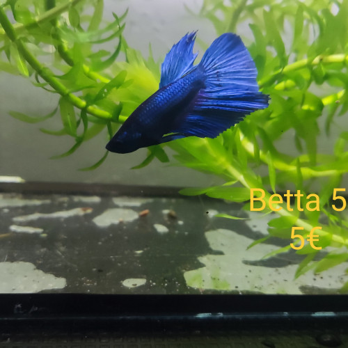 Betta 5