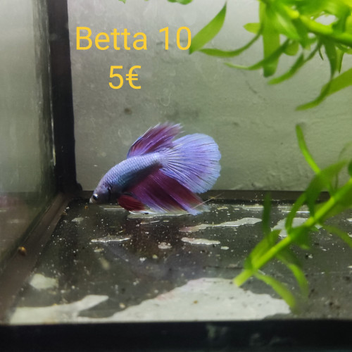 Betta 10