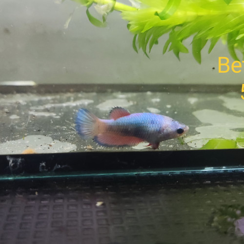 Betta femelle 9