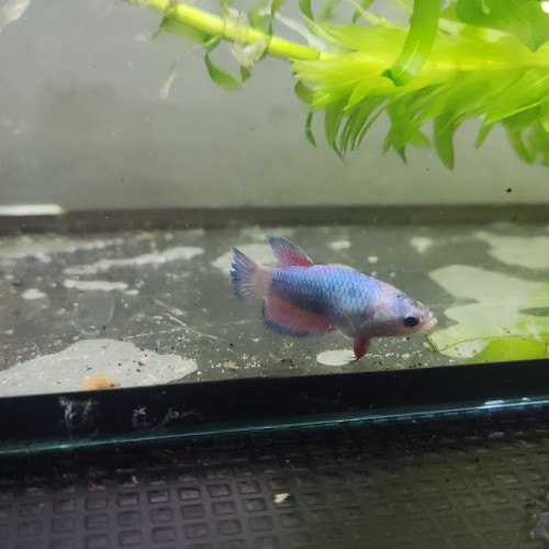 Betta femelle 9