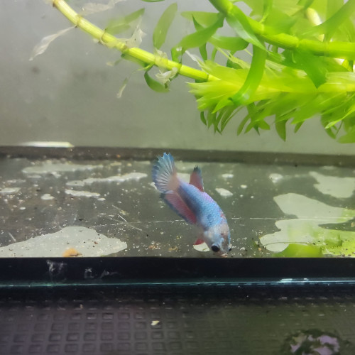 Betta femelle 9