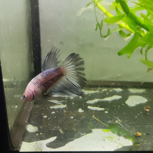 Betta 8