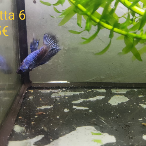 Betta 6