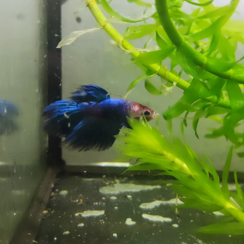 Betta 3