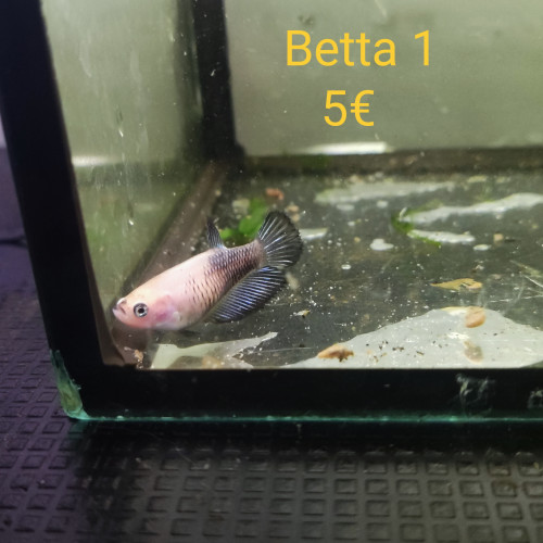 Betta femelle 1