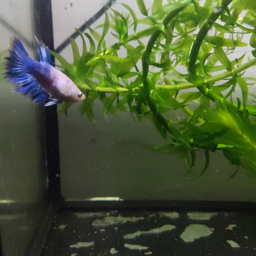 Betta femelle 2