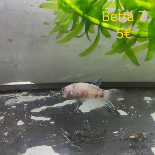 Betta femelle 7
