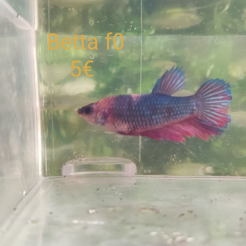 Betta femelle