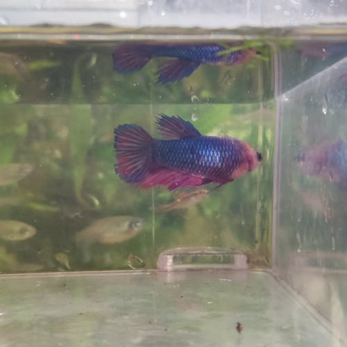 Betta femelle