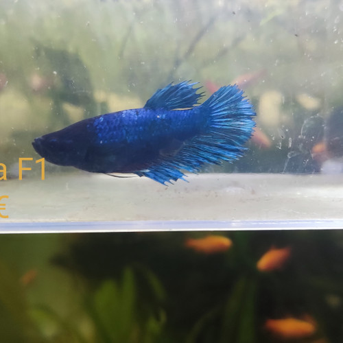 Betta femelle