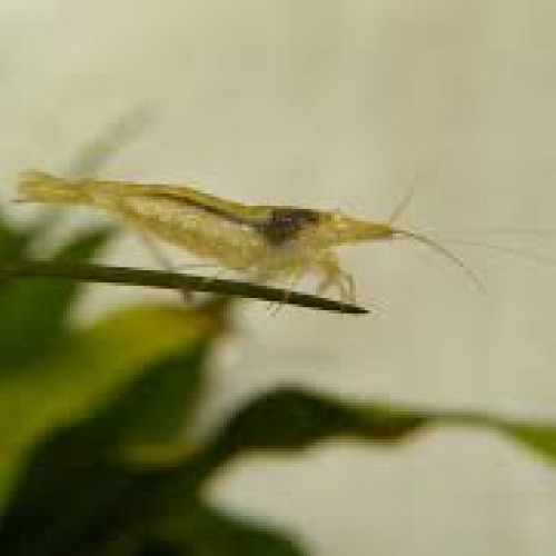 Neocardina transparentes