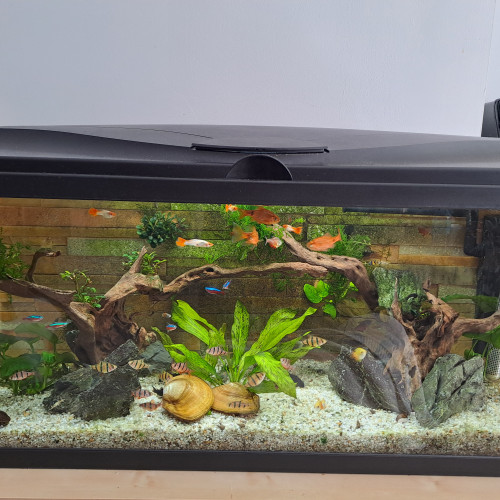 Aquarium 80l