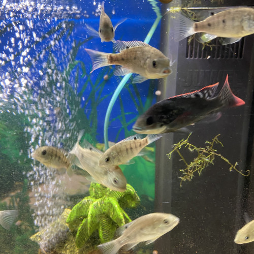 Oreochromis Mossambicus