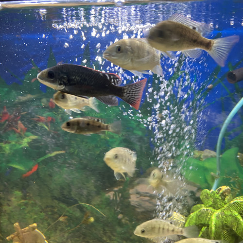 Oreochromis Mossambicus