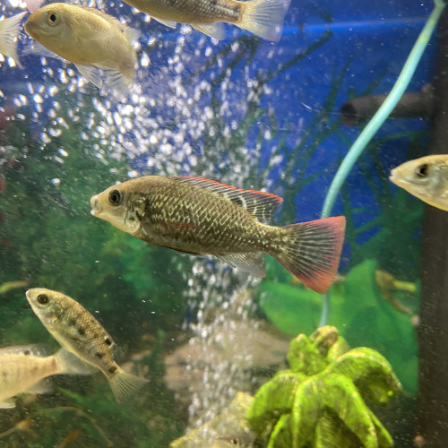 Oreochromis Mossambicus