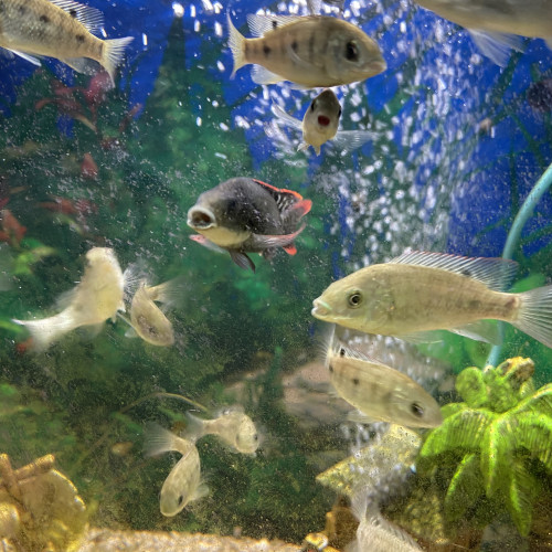 Oreochromis Mossambicus