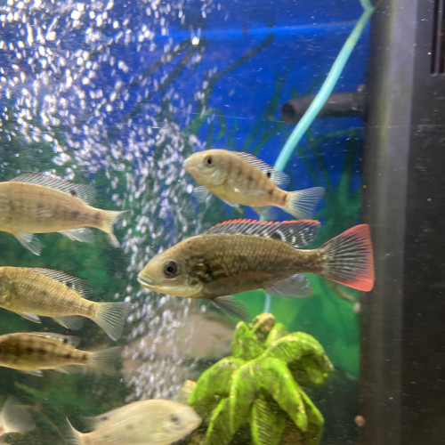 Oreochromis Mossambicus