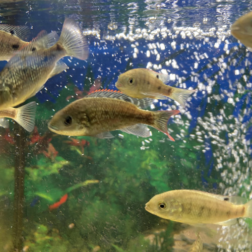 Oreochromis Mossambicus