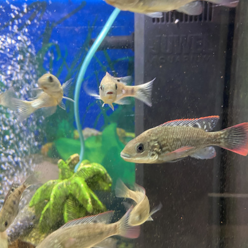 Oreochromis Mossambicus