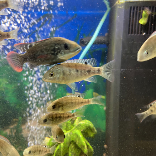Oreochromis Mossambicus