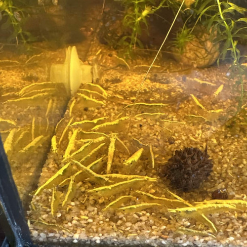 neocaridina yellow neon haut grade