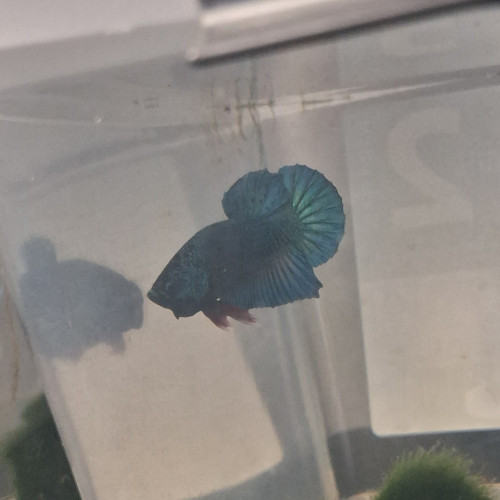 Betta plakat hm males et femelles de 3 mois