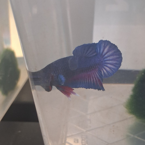 Betta plakat hm males et femelles de 3 mois