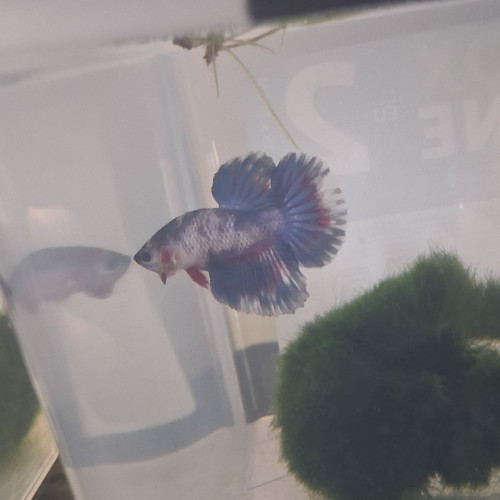 Betta plakat hm males et femelles de 3 mois